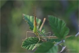 <p>SARANČE UHERSKÁ (Acrida ungarica) Řecko - Kréta ---- /Gewöhnliche Nasenschrecke/</p>